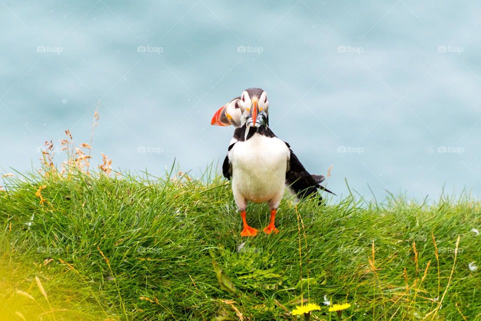Two Atlantic puffins on the grass at a cliff. One of them on frontal view, with some fish at the beak, looking directly to the camera. The sea can be seen behind. Iceland.
