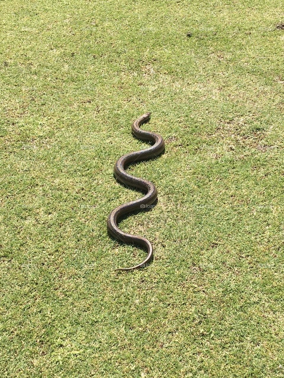 Snake in grass
