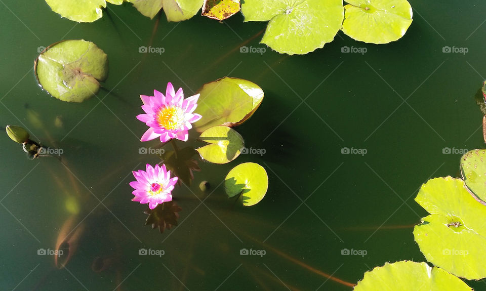 Beauty lotuses in the pond in Ubonratchatani Thailand. FYI that Ubonratchatani well known as the City of lotus.
