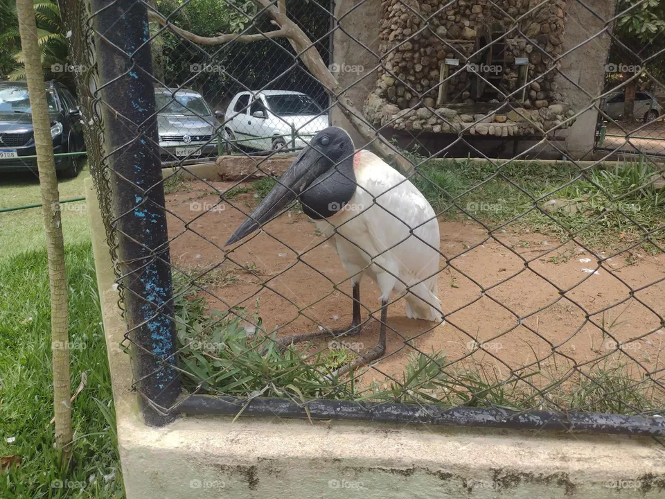 tuiuiú