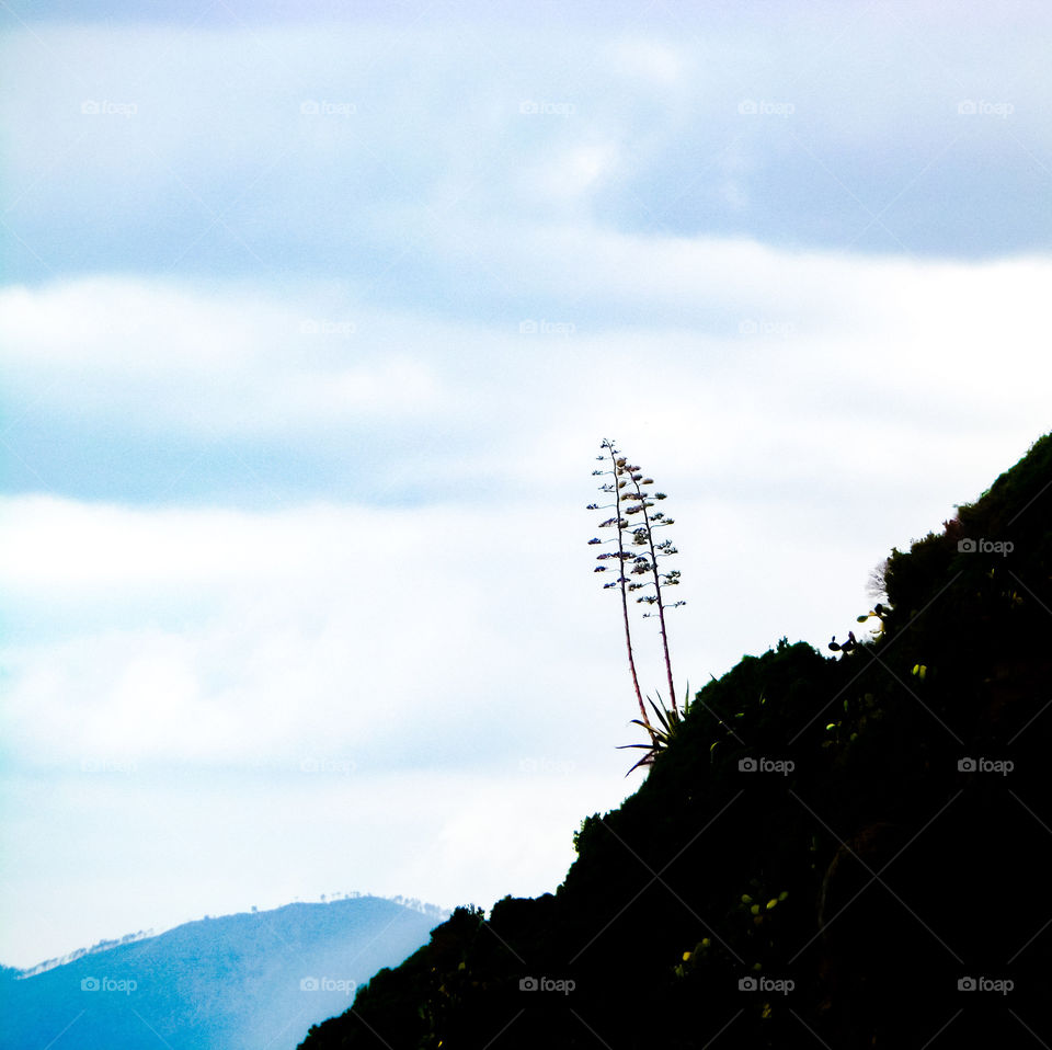 Tree in Riomaggiore in Italy