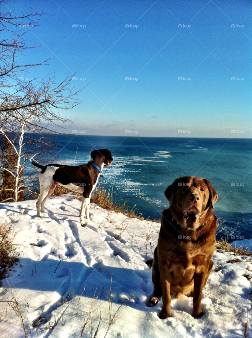 cudahy winter cliffs labrador by doug414