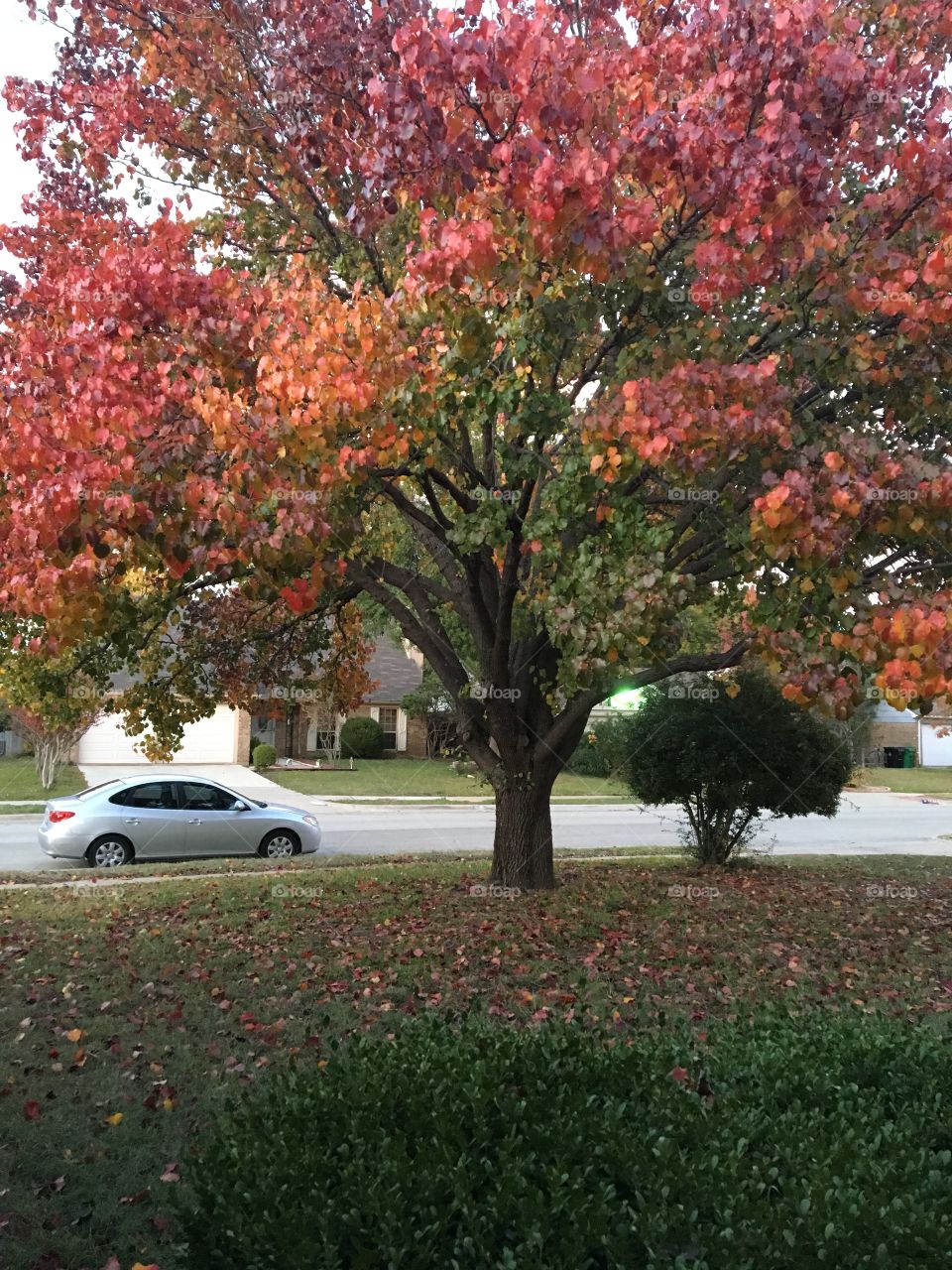 The leaves are [FALL]ing and changing colors 
