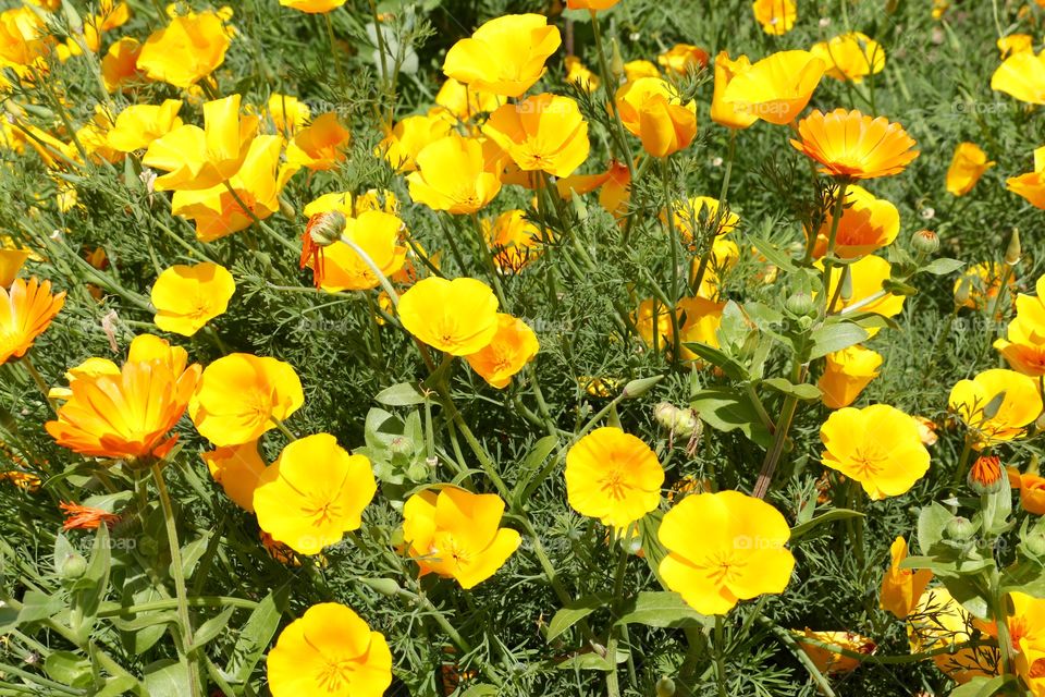 Beautiful yellow flowers in a garden