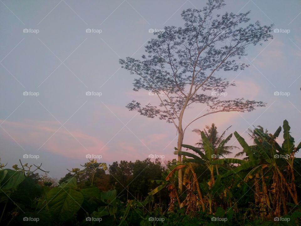 the tree, the sky, the shadow, banana tree