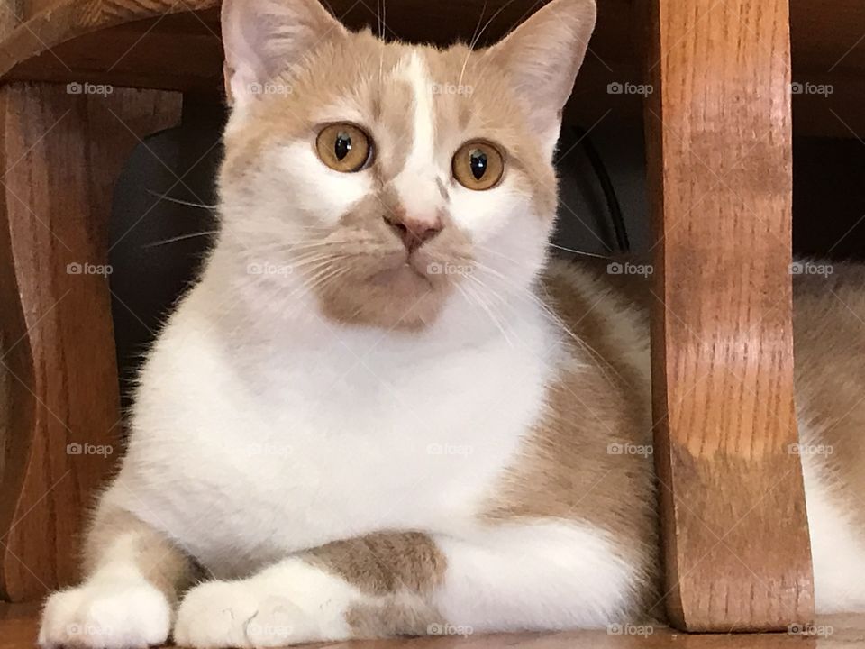 Adult cat with markings like a goatee 