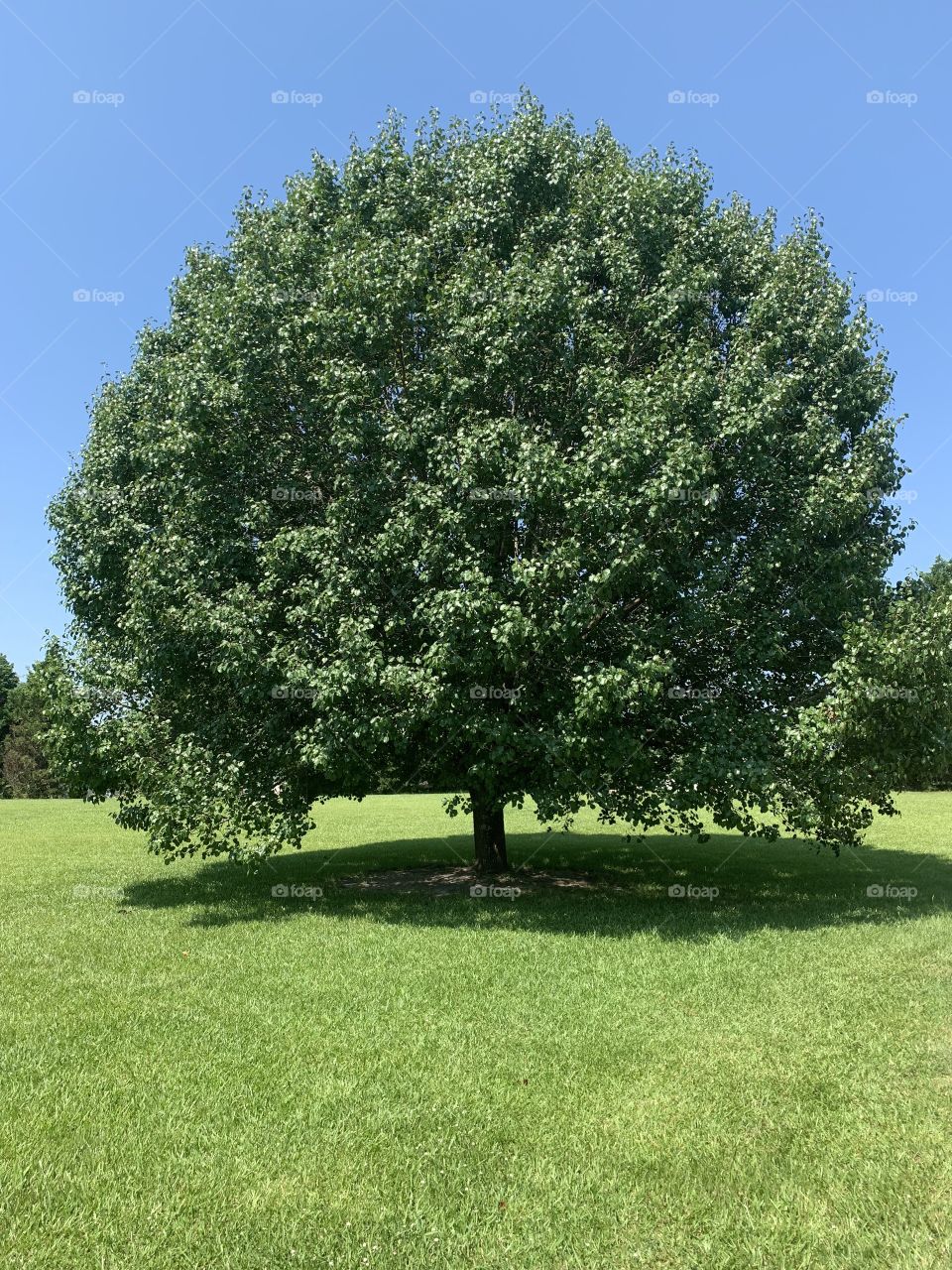 THIS TREE HAS LIFE! 