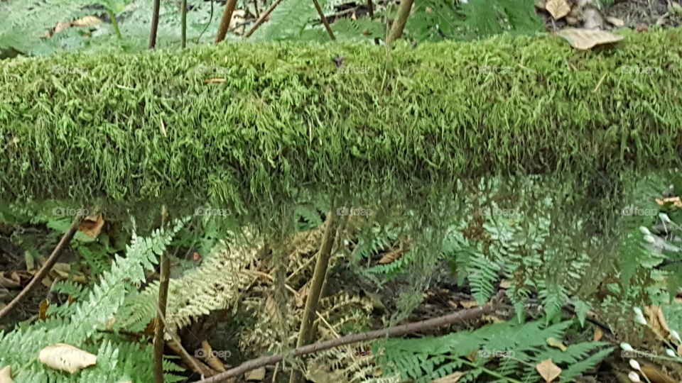 hanging moss