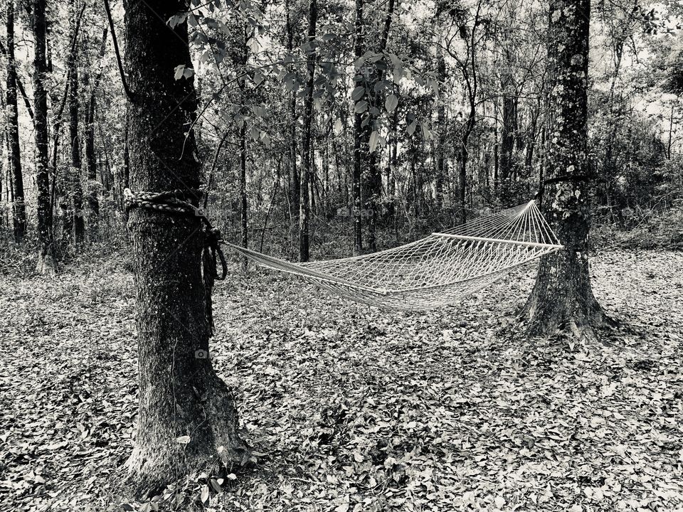 Black and White hammock between trees in the woods