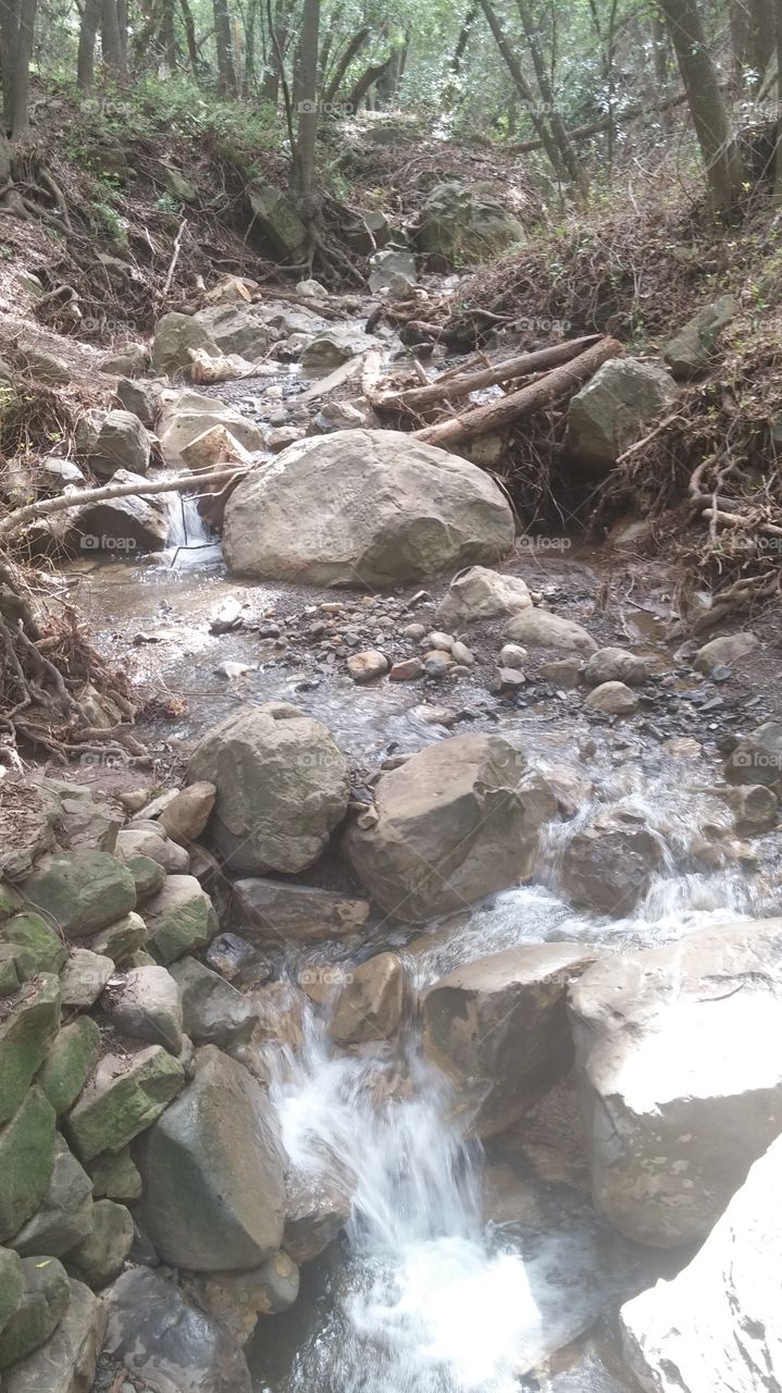 small trickling stream amid rocks and roots