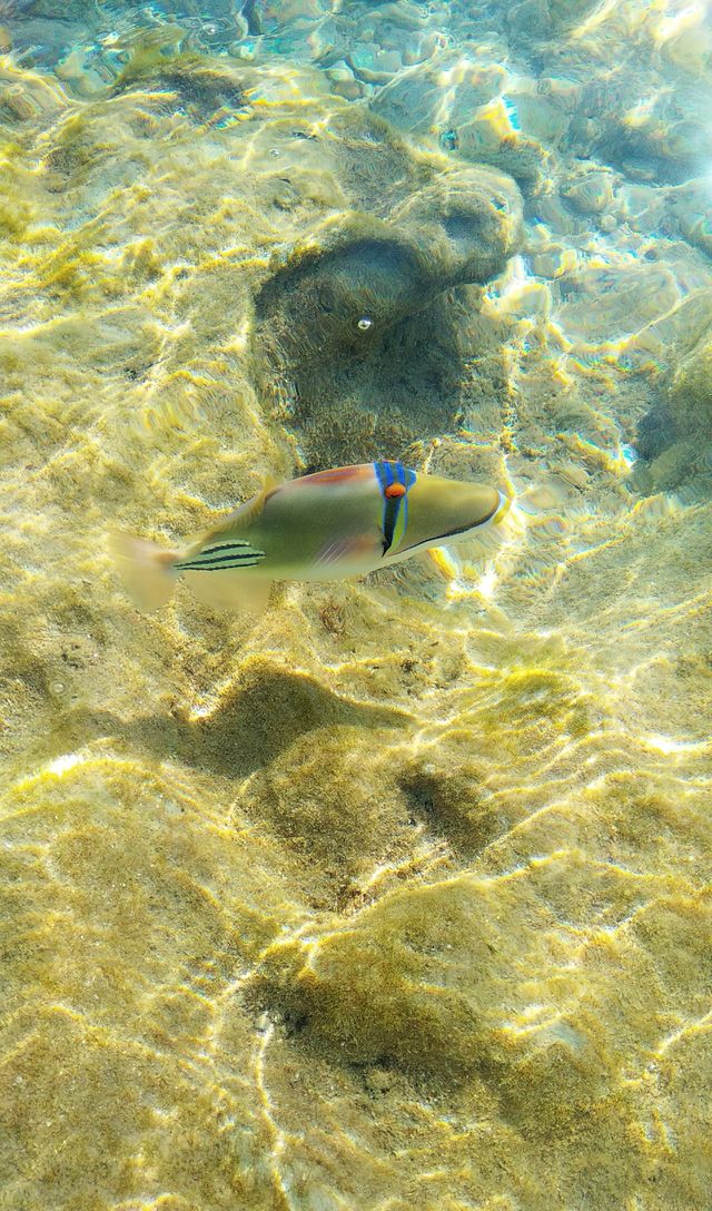 fish