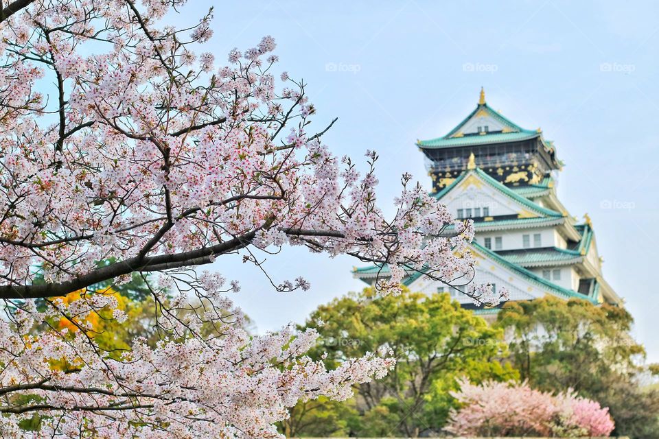 the blossom and house view