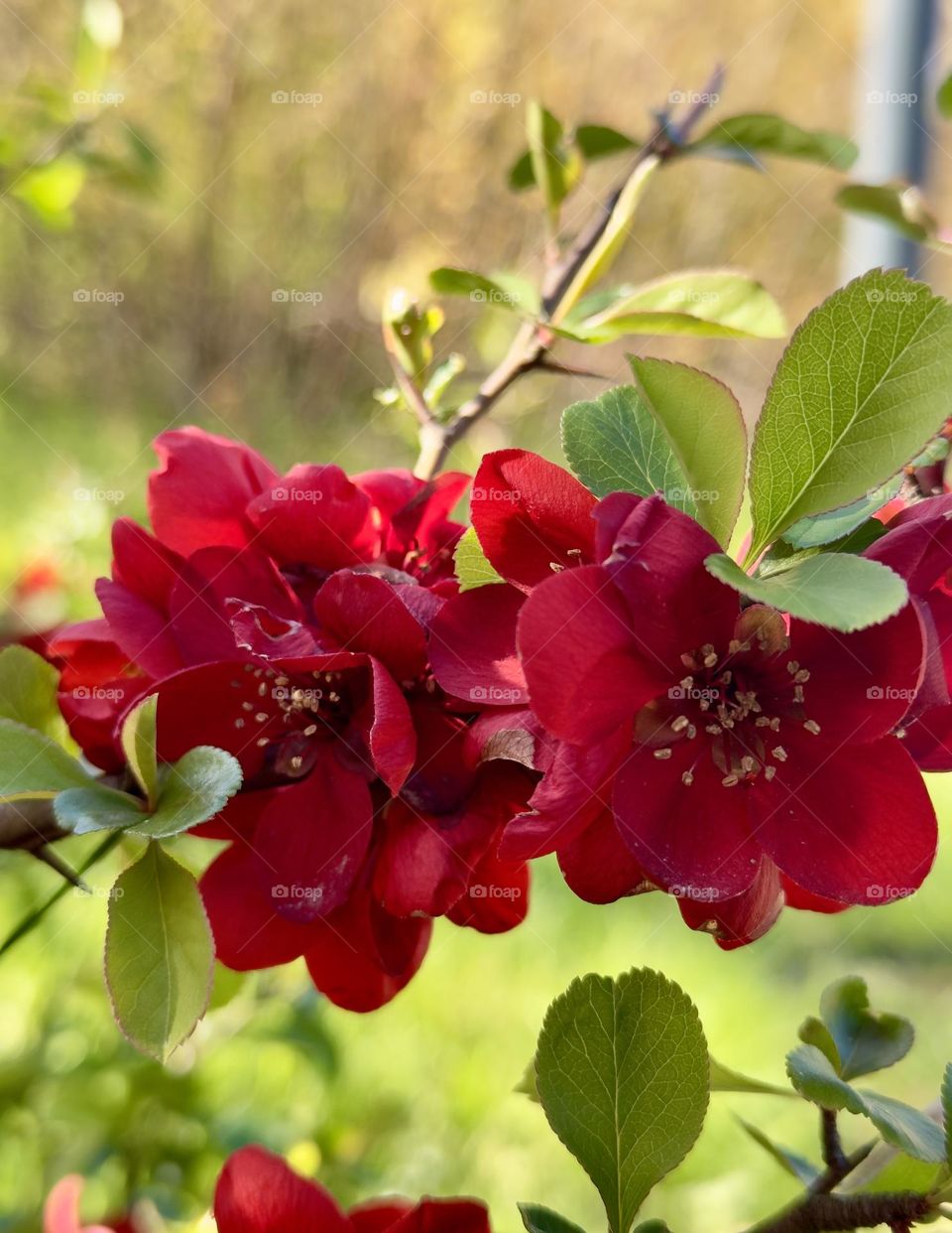 The red flower and green leaves are complementary colors, making the scene more vibrant and dynamic 🌺