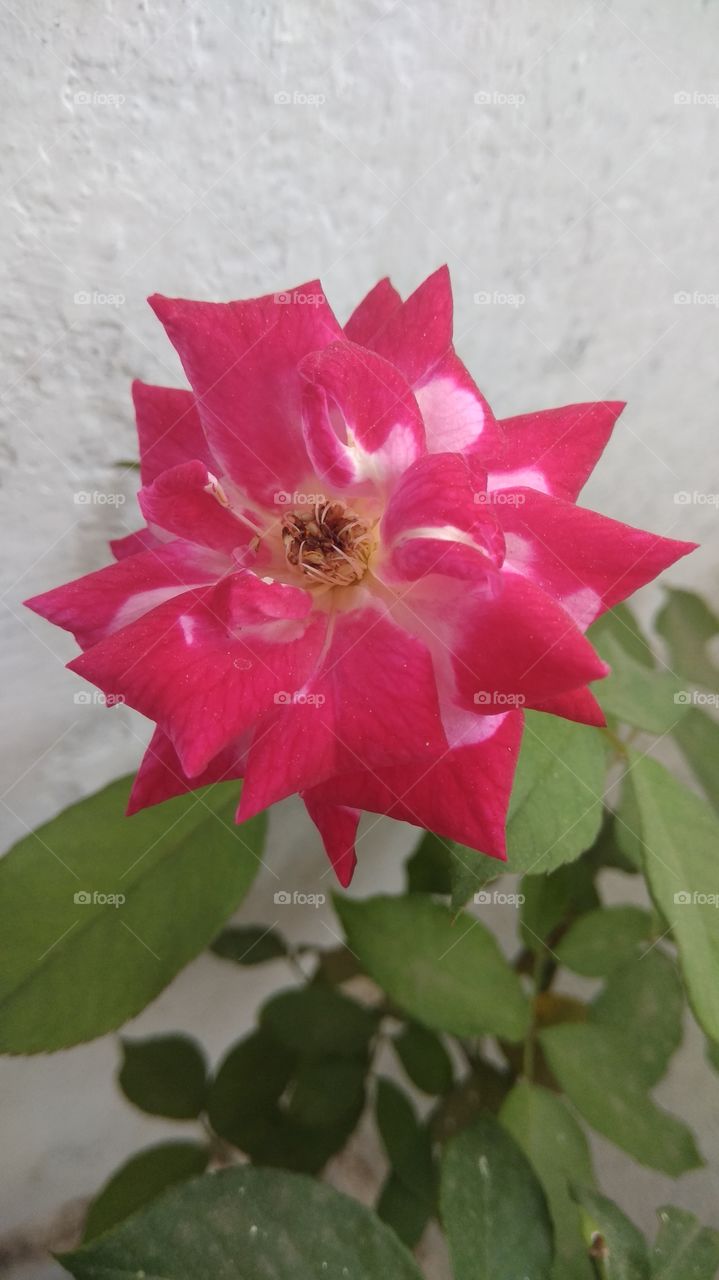 Bloomed rose