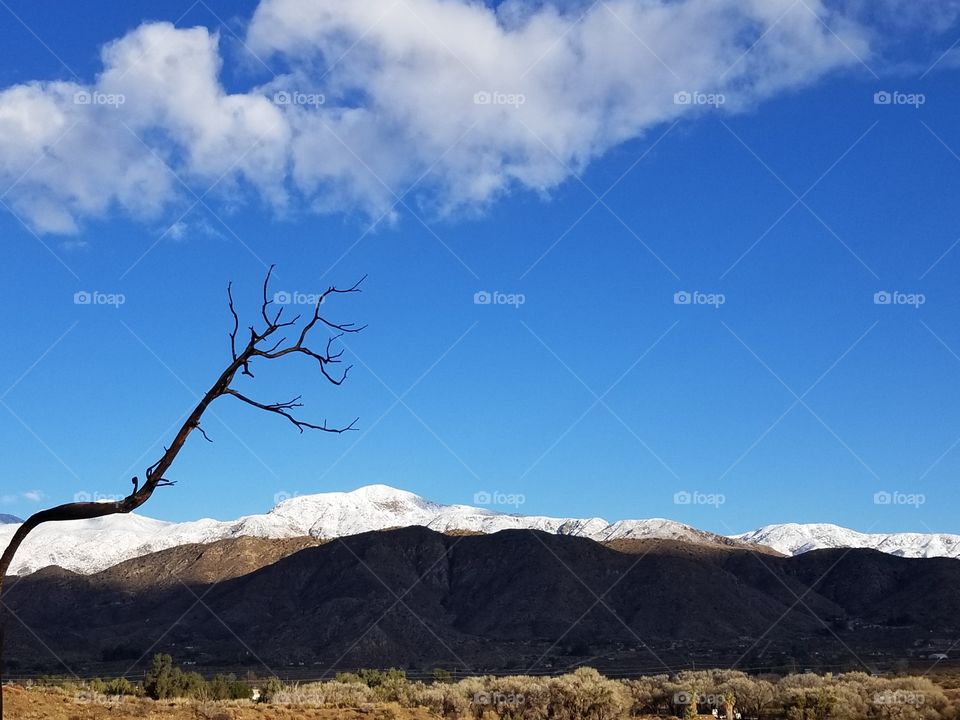 High desert landscape after a winter storm.
Dead tree branch creates a silhouette against the bright blue sky, with snowcapped mountains in the distance.