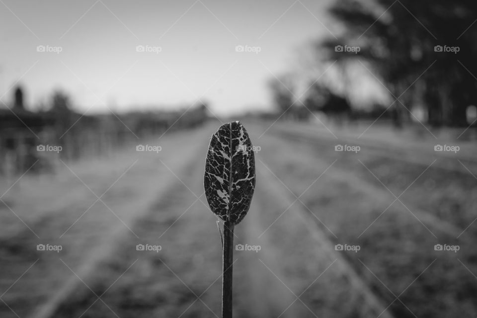 dry leaf in the landscape