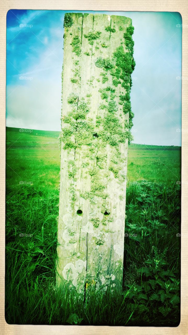 Lichen post 