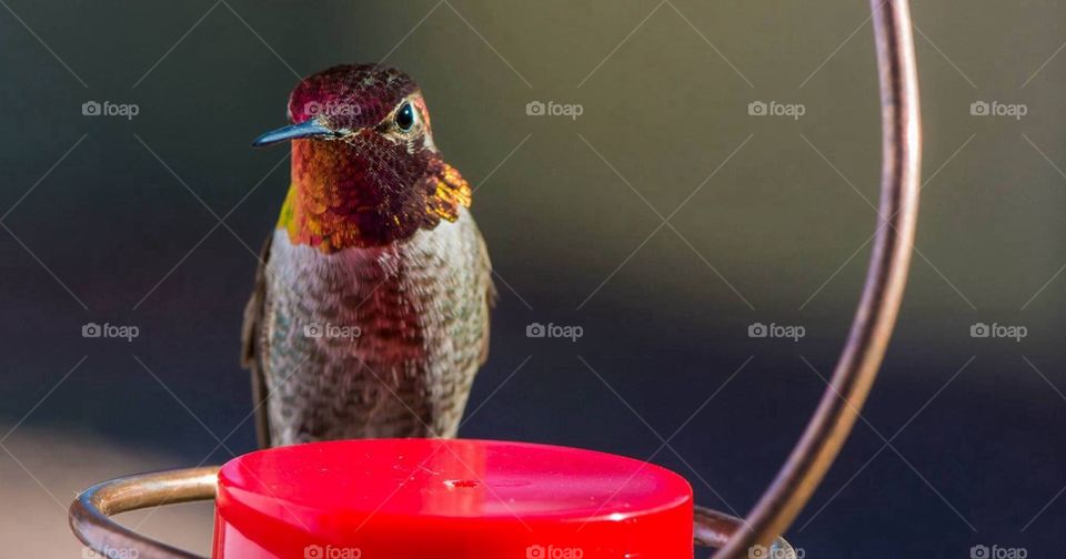 Hummingbird and feeder