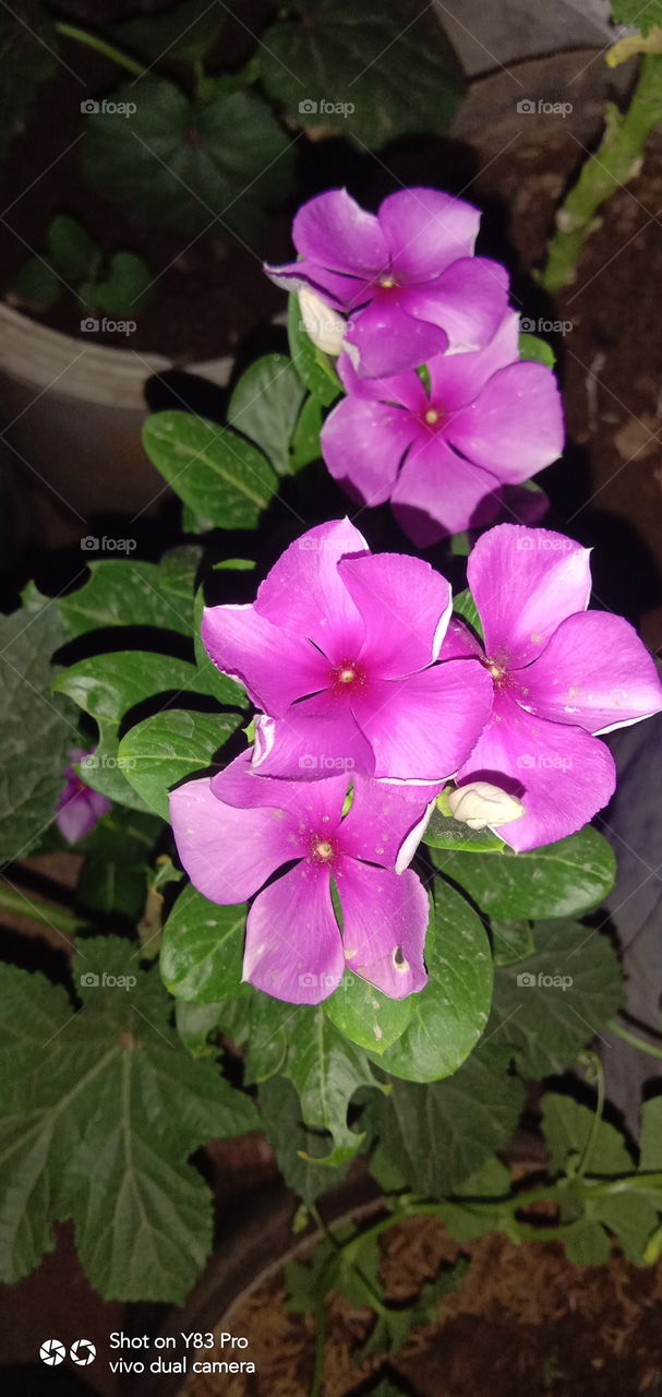 #foap #infoapartemen #foapjuly18 #foapaug18 #foapfeb18 #foapapril17 #foapers #foapjune18 #fotografoaprendiz #sfoapprentices #foaper #infoapartment #foapmission #foapmay18 #foapapr18 #foapit #infoaplikasipaytren #infoapple #foapom #foapjan19 #infoapp