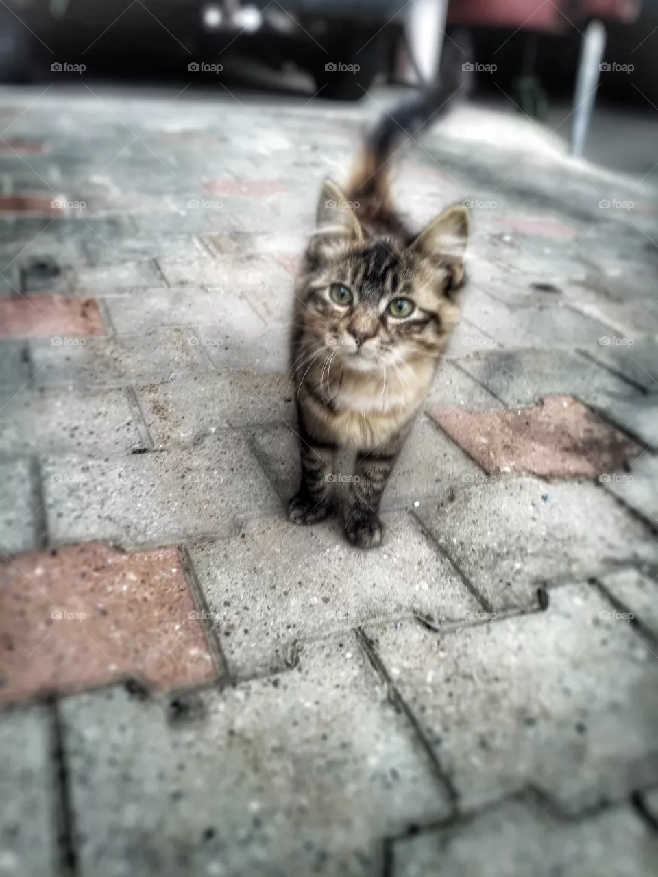 Cats 
