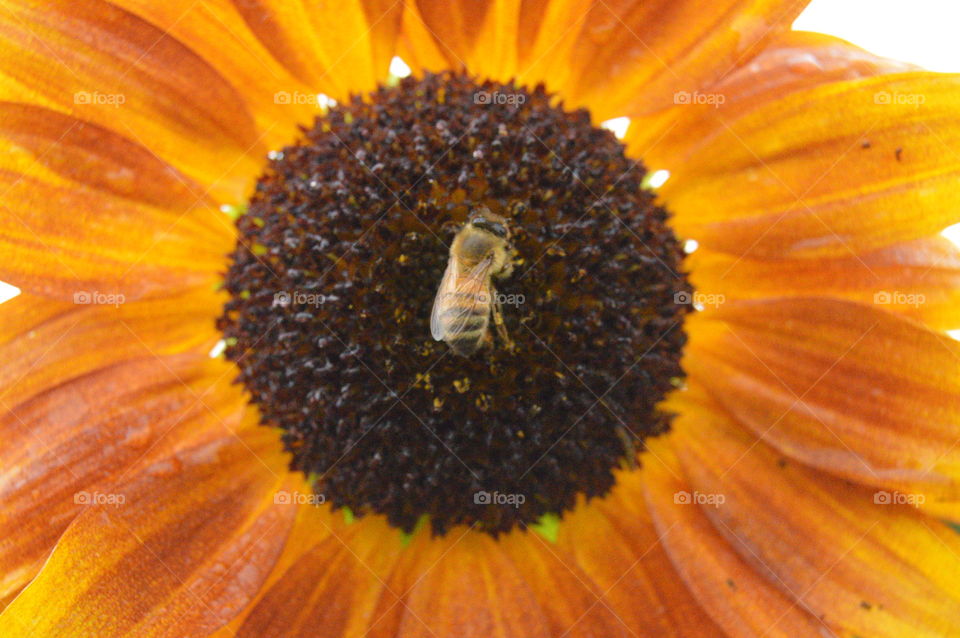 Bee on red sunflower.