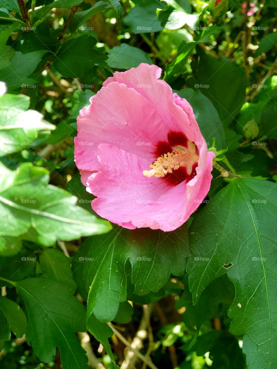 hibiscus pink