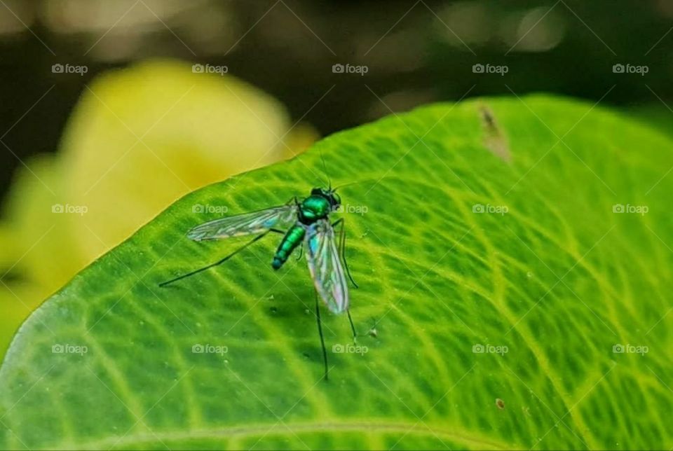 #greenary#insect#leaf#killer#look#clear#awsome