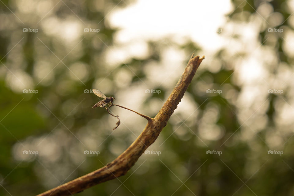 Insect over a branch