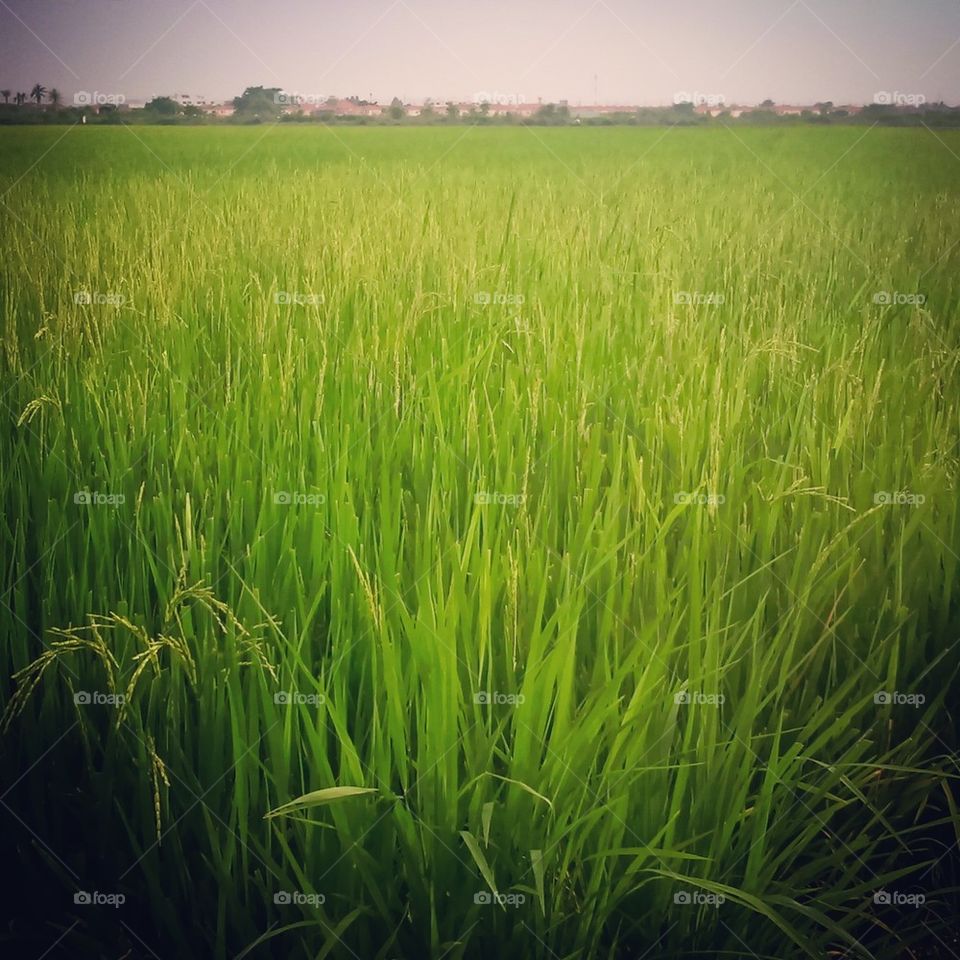 Rice Field