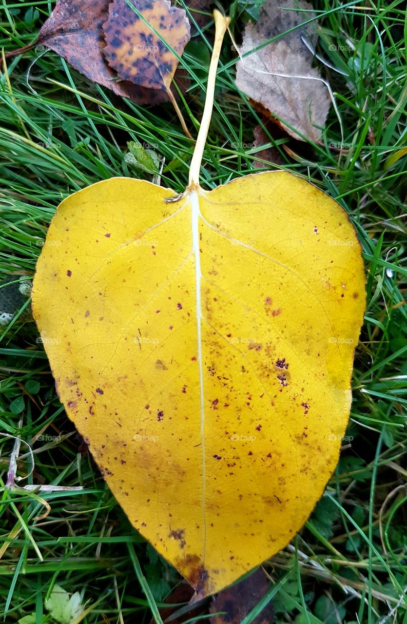 Yellow heartshaped leave