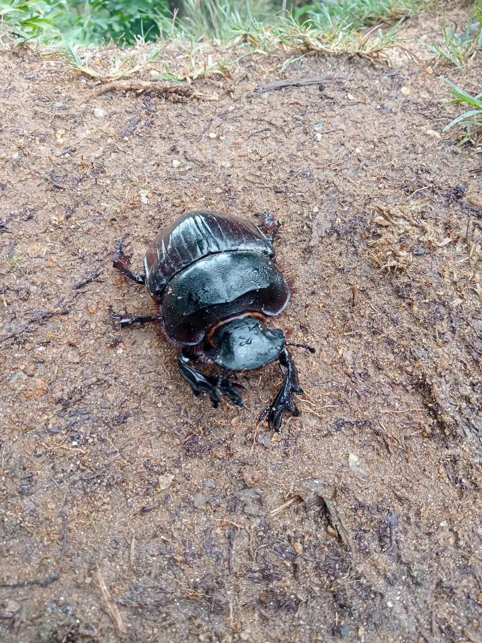 Large brown beetle on ground.