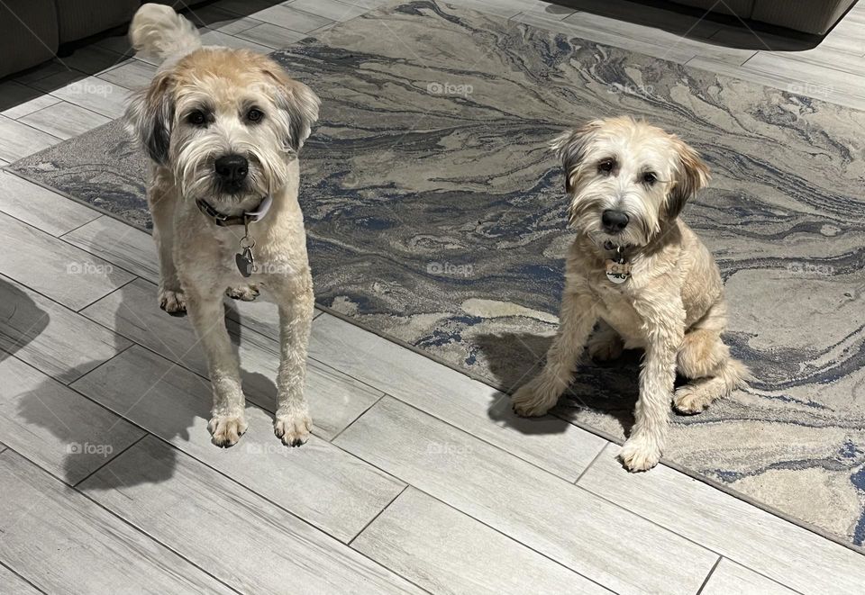 Two soft coated wheaten terriers sitting and standing on the floor.