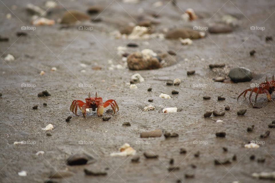 Crab strolling on the beach with broken seashells.