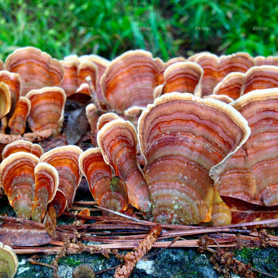 Fungus in the woods