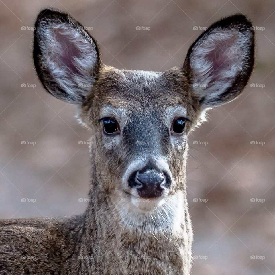 White-tailed Deer Buck