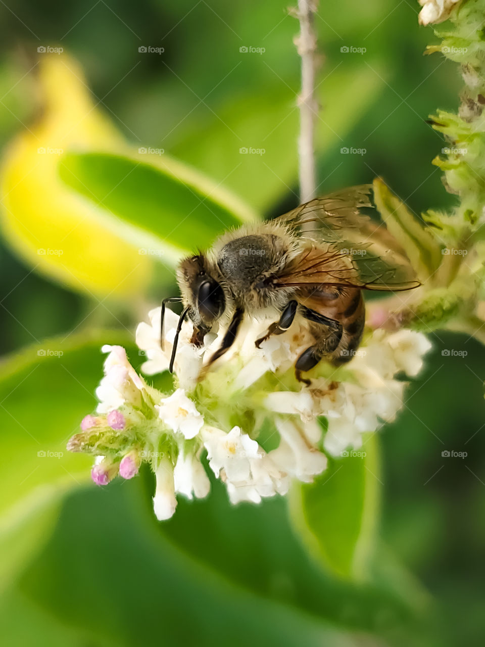 Closeup of a honeybee pollinating a sweet almond verbena white cluster of flowers.