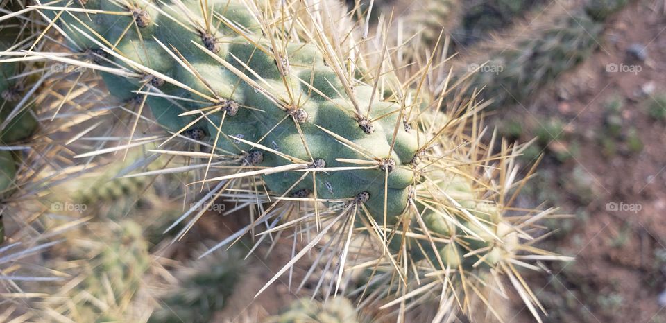 up close and personal with a cactus