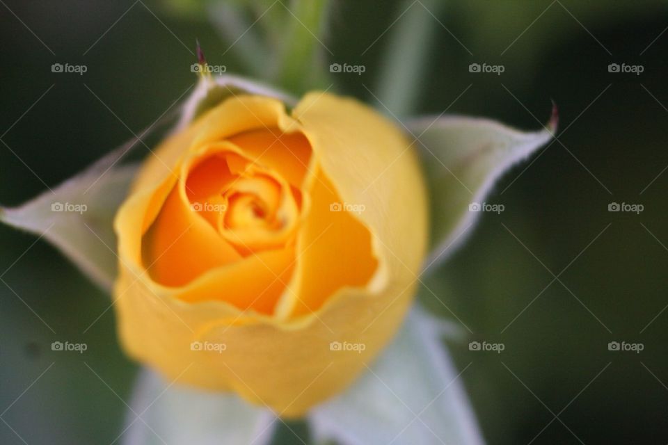 Yellow rose for a great smile