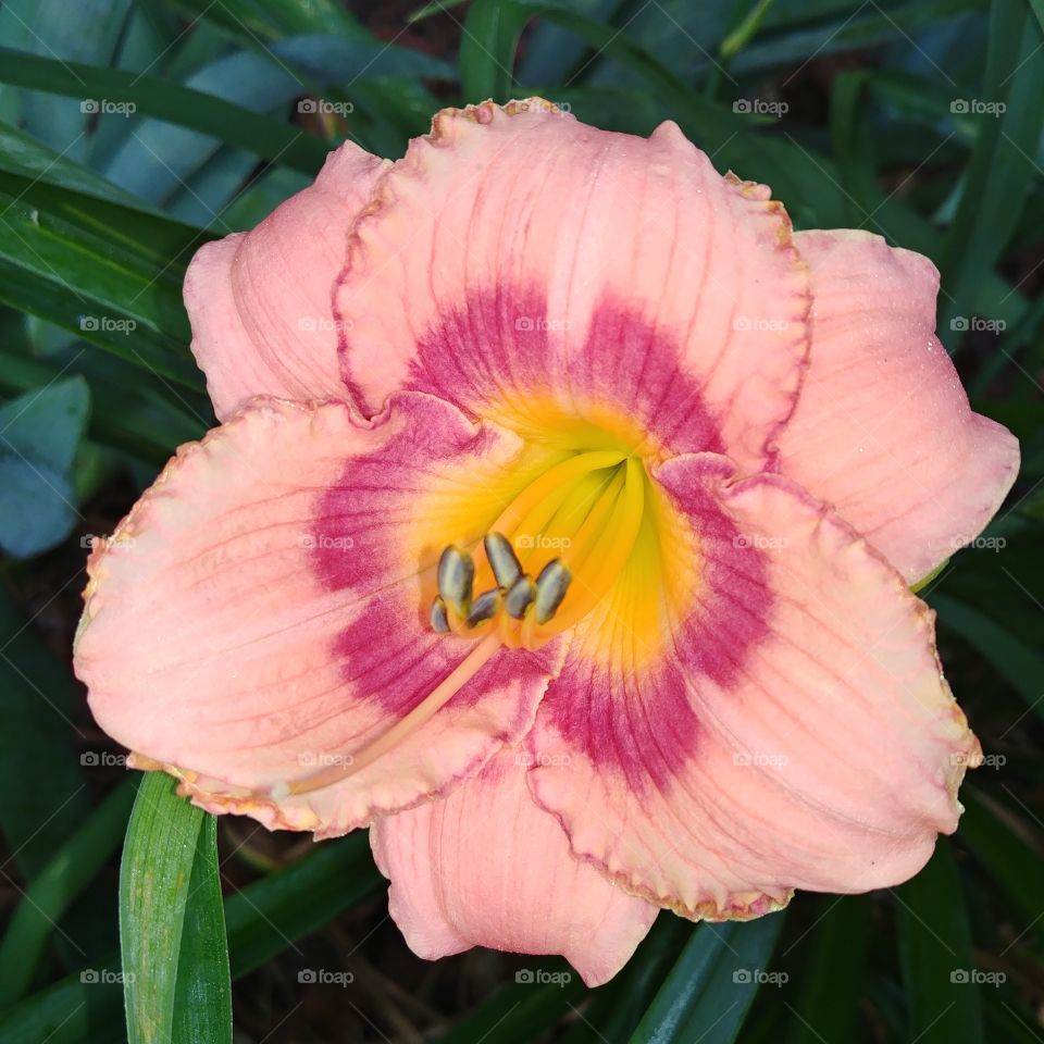 Beautiful hybrid day lily blooming in my garden this morning.