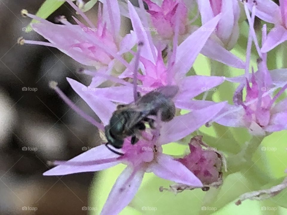 Lovely flowers with a sweat bee or some type of creature