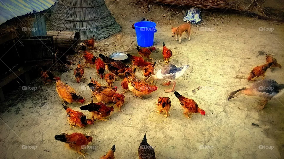 farm