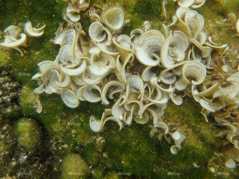 sea plants on rocks. macro shot of sea world underwater