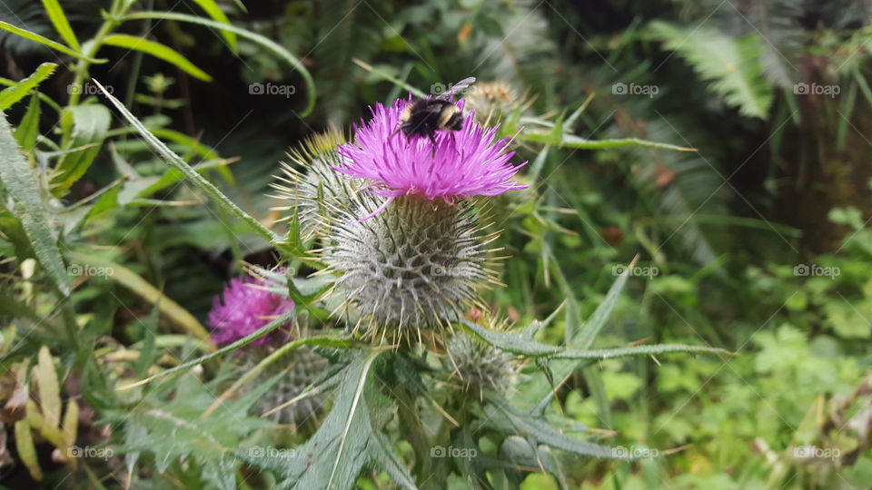 bee on thistle
