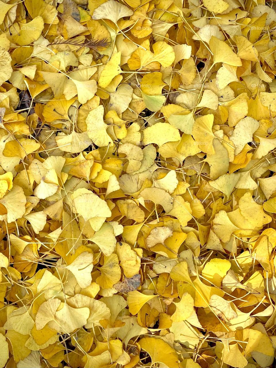 Golden ginkgo leaves cover the ground 