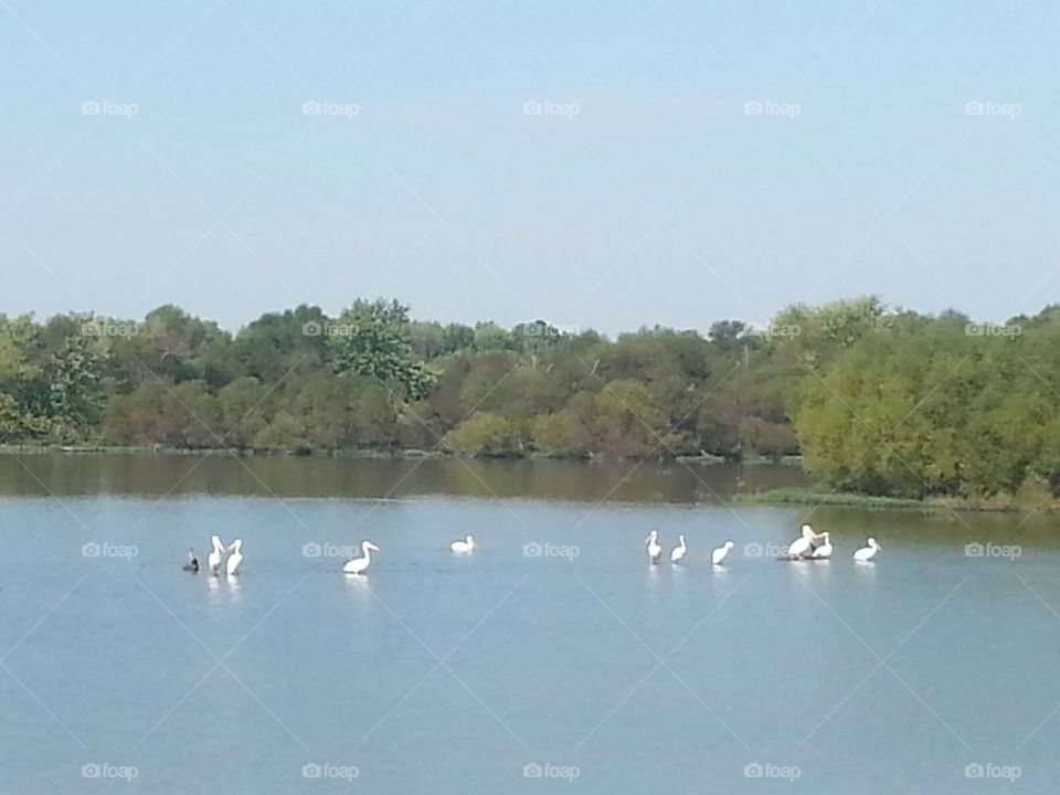 pelicans