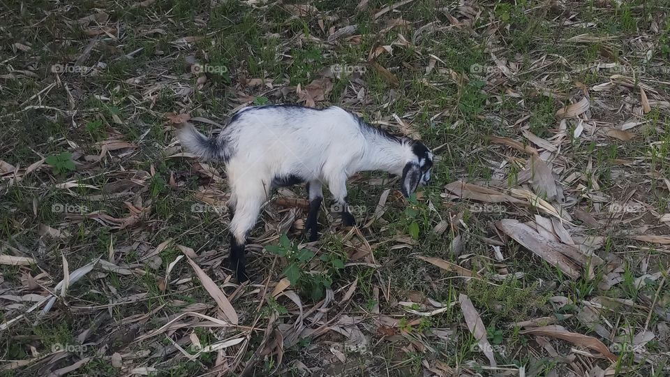 Alpine goats are the result of crossbreeding of American Alpines with French Alpines. American Alpines are the largest goat breeds of America. They are strong, hardy, friendly and productive.