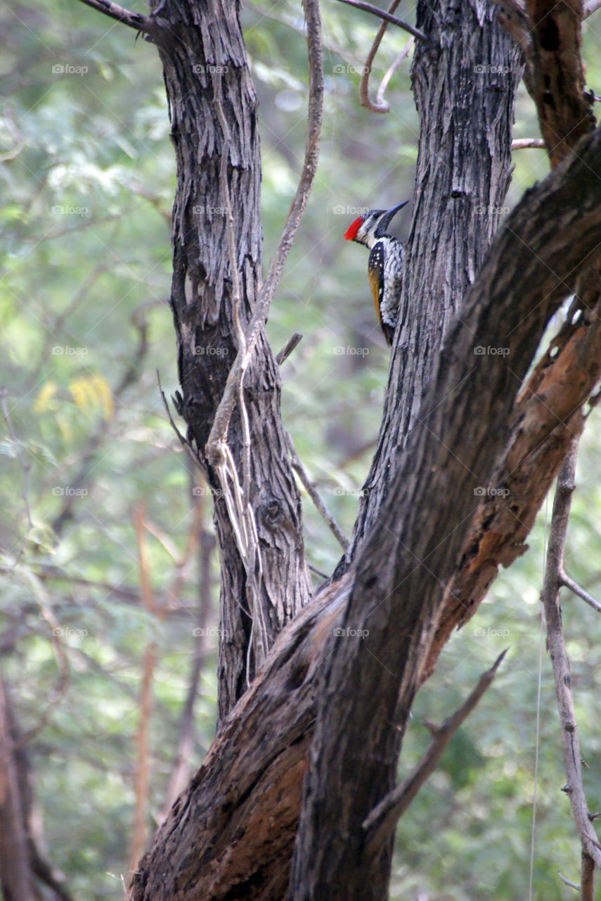 Woodpecker busy with knocking some sense to the wood.