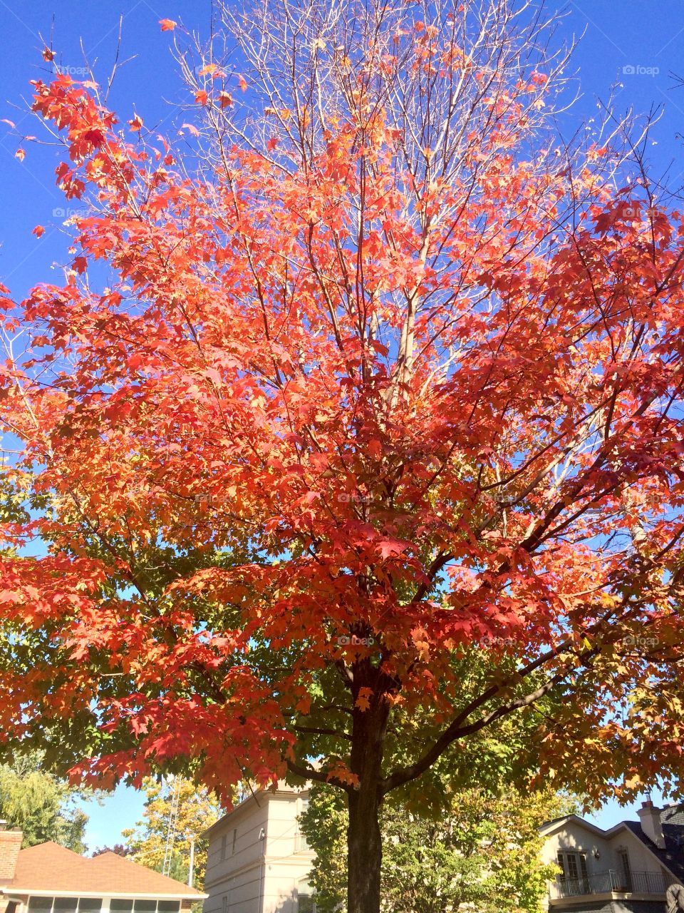 Beautiful Autumn ,Canada