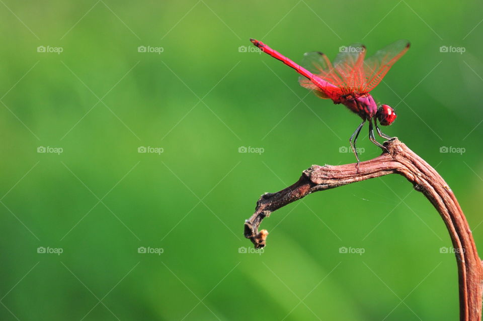 Red dragonfly holds on a branch with its wings fully extended.