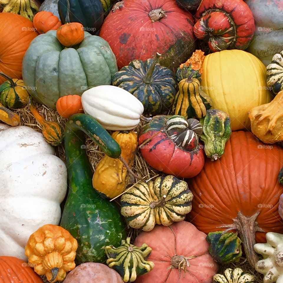 Colorful squash